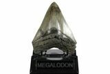 Serrated, Fossil Megalodon Tooth - South Carolina #173895-2